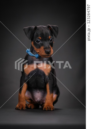 A miniature pinscher puppy stands on a black background. Black and Tan Dog A miniature pinscher puppy stands on a black background. Black and Tan Dog 123264797