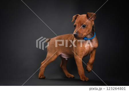 A red-haired Zwerg Pinscher puppy stands on a black background. 123264801