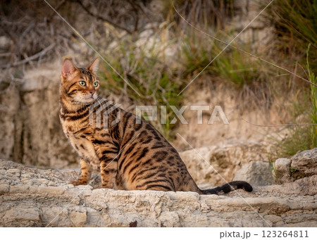 A beautiful Bengal cat walks among the rocks and grass. Pet on a walk A beautiful Bengal cat walks among the rocks and grass. Pet on a walk 123264811