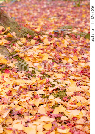 京都洛北 高野川(若狭路)蓮華寺 境内の紅葉(銀杏ともみじ)落葉 京都洛北 高野川(若狭路)蓮華寺 境内の紅葉(銀杏ともみじ)落葉 123265056