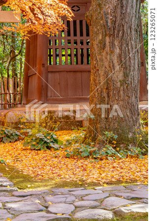 京都洛北　高野川（若狭路）蓮華寺　境内の紅葉（銀杏ともみじ） 123265071