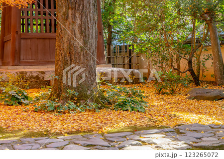 京都洛北　高野川（若狭路）蓮華寺　境内の紅葉（銀杏ともみじ） 123265072