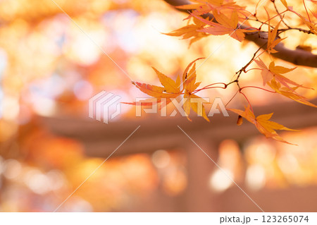 京都洛北 高野川(若狭路)蓮華寺 境内の紅葉(秋のイメージ) 京都洛北 高野川(若狭路)蓮華寺 境内の紅葉(秋のイメージ) 123265074