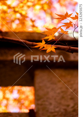 京都洛北 高野川(若狭路)蓮華寺 境内の紅葉(秋のイメージ) 京都洛北 高野川(若狭路)蓮華寺 境内の紅葉(秋のイメージ) 123265075