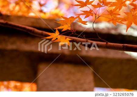 京都洛北 高野川(若狭路)蓮華寺 境内の紅葉(秋のイメージ) 京都洛北 高野川(若狭路)蓮華寺 境内の紅葉(秋のイメージ) 123265076