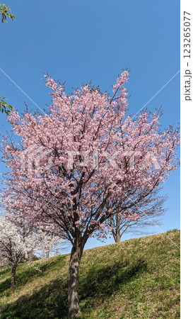 青空に映える満開の桜 青空に映える満開の桜 123265077