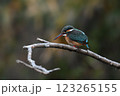 雌カワセミ 123265155