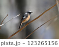 雄ジョウビタキ 123265156