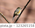 雌ルリビタキ2 123265158
