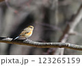 雌ルリビタキ1 123265159