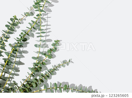 Eucalyptus branches on white background with sunlight and shadow. Eucalyptus branches on white background with sunlight and shadow. 123265605