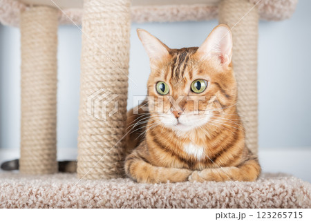 Bengal cat sitting on scratching post 123265715