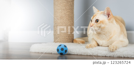 Burmese cat resting on scratching post. Burmese cat resting on scratching post. 123265724