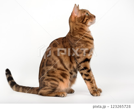 Portrait of a Bengal cat. Side view. Portrait of a Bengal cat. Side view. 123265728