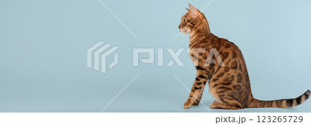 Portrait of a Bengal cat. Side view. Portrait of a Bengal cat. Side view. 123265729