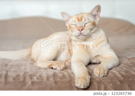 The cat lies on the bed. 123265736