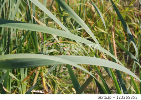 Common reeds or Phragmites australis. Green long grass blades background. 123265855