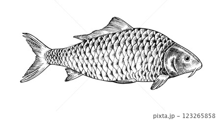 Hand drawn vector illustration of a common carp in side profile view. Vintage black and white engraving style. Isolated sketch ideal for packaging. With a silhouette on the background 123265858