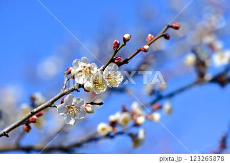 咲き始めた梅の花 咲き始めた梅の花 123265878