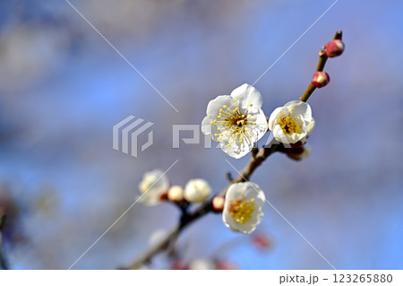 咲き始めた梅の花 咲き始めた梅の花 123265880