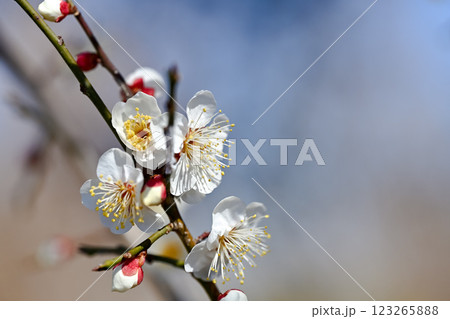 咲き始めた梅の花 咲き始めた梅の花 123265888