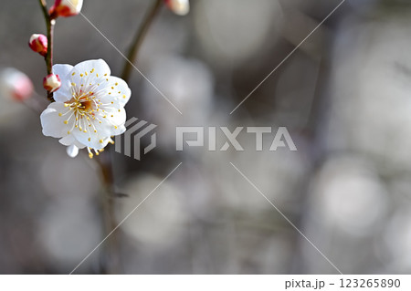 咲き始めた梅の花 咲き始めた梅の花 123265890