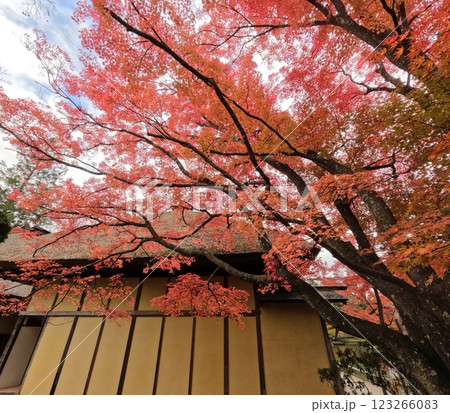 有備館の紅葉 有備館の紅葉 123266083