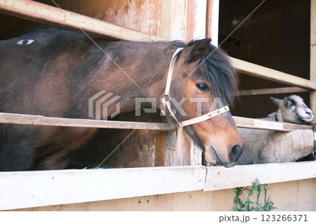 馬小屋から顔を出す茶色の馬 123266371