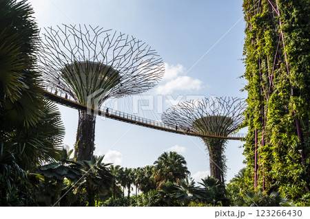 Low-angle view of the Supertree Grove at Gardens by the Bay in Singapore, there is an exhilarating light and musical show at night. 123266430