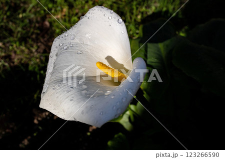 White calla lily with water droplets, illuminated by sunlight, dark background. White calla lily with water droplets, illuminated by sunlight, dark background. 123266590