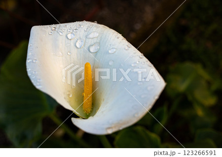 White calla lily with water droplets, close-up of its delicate petals. 123266591