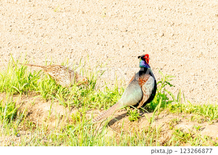 雉の雄 123266877