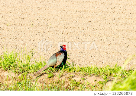 雉の雄 雉の雄 123266878