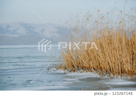 Frozen lake and snowy mountains. Tall grasses on the lake. Bamboo and frozen river. Beautiful winter landscape with lake and mountains. Ice lake	 123267148