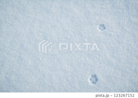 Dog footprint in the snow. Wolves' footsteps in the snow.	 123267152