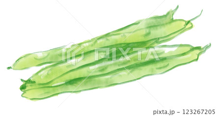 新鮮で美味しそうなインゲン豆の水彩イラスト 123267205