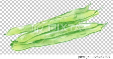 新鮮美味的芸豆水彩畫 123267205