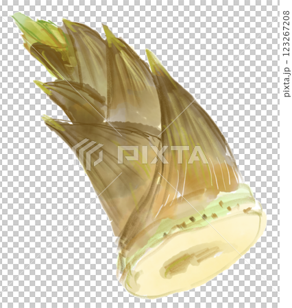 Watercolor illustration of fresh and delicious spring bamboo shoots 123267208