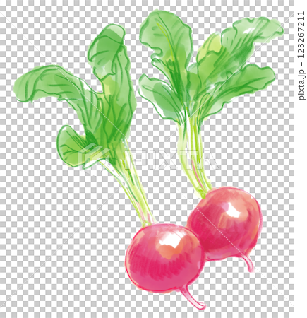 新鮮で美味しそうなラディッシュの水彩イラスト 123267211