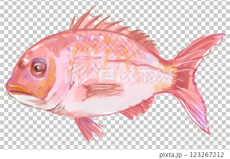 新鮮で美味しそうな鯛の水彩イラスト 123267212
