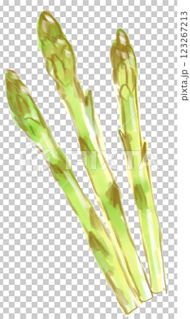 新鮮で美味しそうなアスパラガスの水彩イラスト 123267213