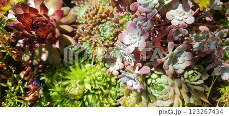 A lot of succulents in garden 123267434