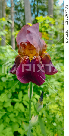 Iris flower in the forest 123267435