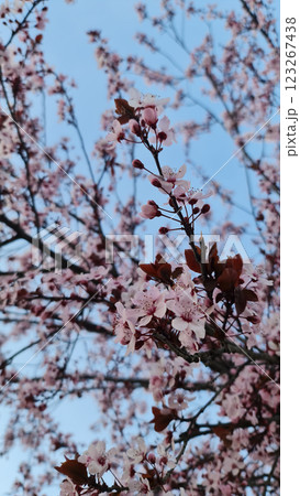 Cherry blossom with rose flowers Cherry blossom with rose flowers 123267438