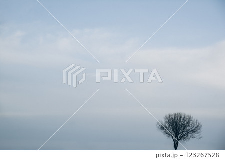 A tree in the winter forest. Lonely tree against the sky. Winter landscape with a naked tree. Abstract photo of the nature A tree in the winter forest. Lonely tree against the sky. Winter landscape with a naked tree. Abstract photo of the nature 123267528