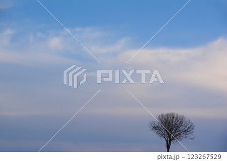 A tree in the winter forest. Lonely tree against the sky. Winter landscape with a naked tree. Abstract photo of the nature A tree in the winter forest. Lonely tree against the sky. Winter landscape with a naked tree. Abstract photo of the nature 123267529