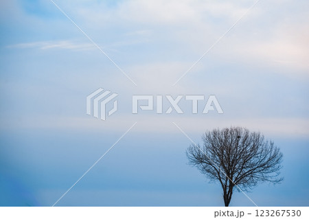 A tree in the winter forest. Lonely tree against the sky. Winter landscape with a naked tree. Abstract photo of the nature A tree in the winter forest. Lonely tree against the sky. Winter landscape with a naked tree. Abstract photo of the nature 123267530