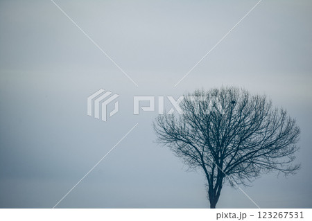 A tree in the winter forest. Lonely tree against the sky. Winter landscape with a naked tree. Abstract photo of the nature	 123267531