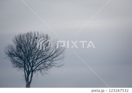 A tree in the winter forest. Lonely tree against the sky. Winter landscape with a naked tree. Abstract photo of the nature	 123267532