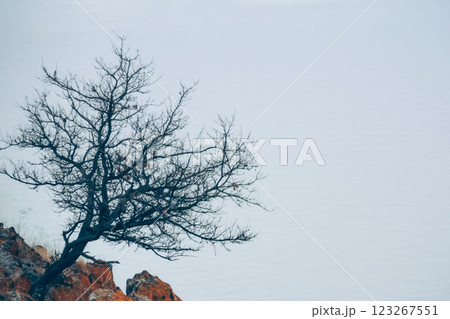 Lonely tree on a rock. Lonely tree and lake. Beautiful landscape with sea and tree. River and rocky mountain. Lonely tree on a rock. Lonely tree and lake. Beautiful landscape with sea and tree. River and rocky mountain. 123267551
